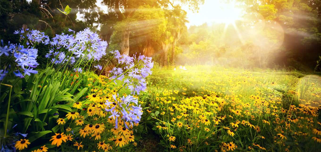 Trees For Permaculture Food Forest Design – Mother Earth News - Vimarsana News